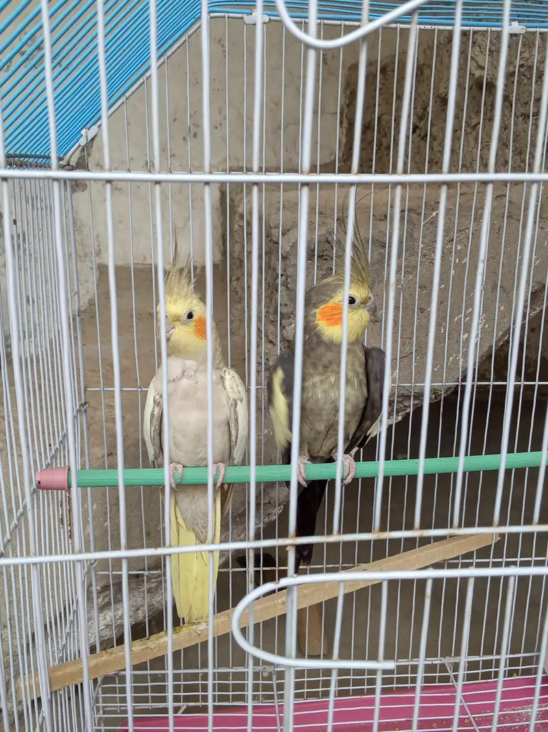 Cocktail breeder pair — photo 2