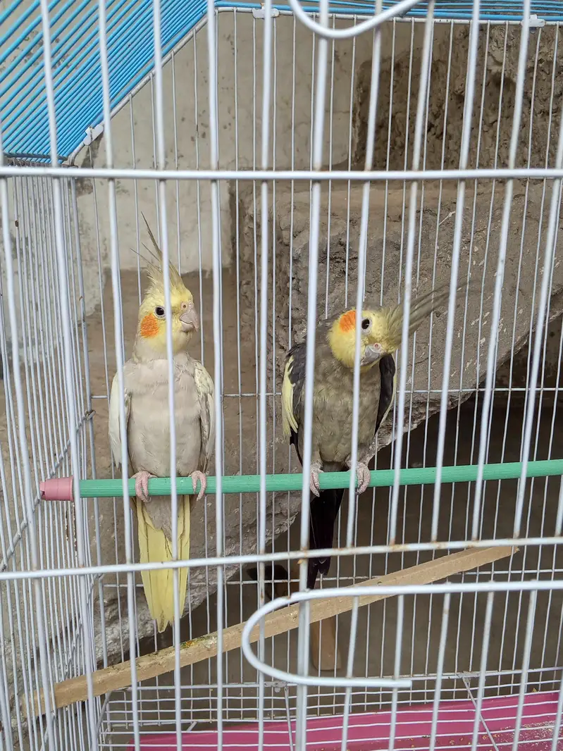 Cocktail breeder pair — photo 3