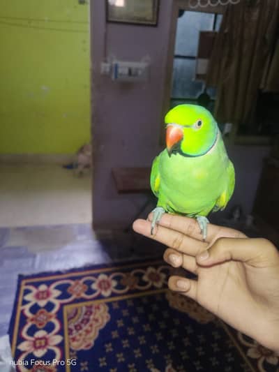 Hand tamed talking parrot.