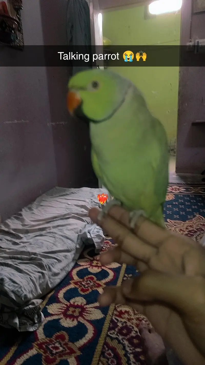 Hand tamed talking parrot. — photo 3