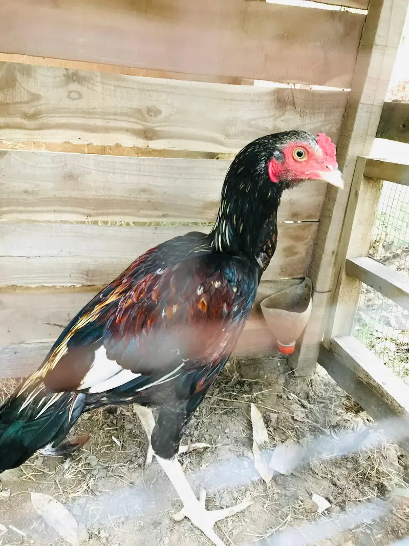 High quality phatha — photo 3