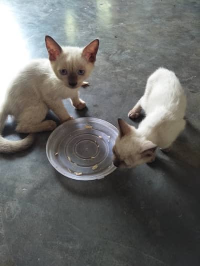 Siamse kitten pair