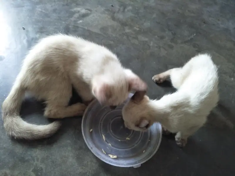 Siamse kitten pair — photo 2