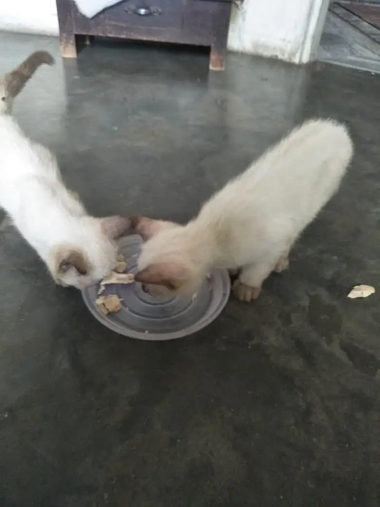 Siamse kitten pair — photo 3
