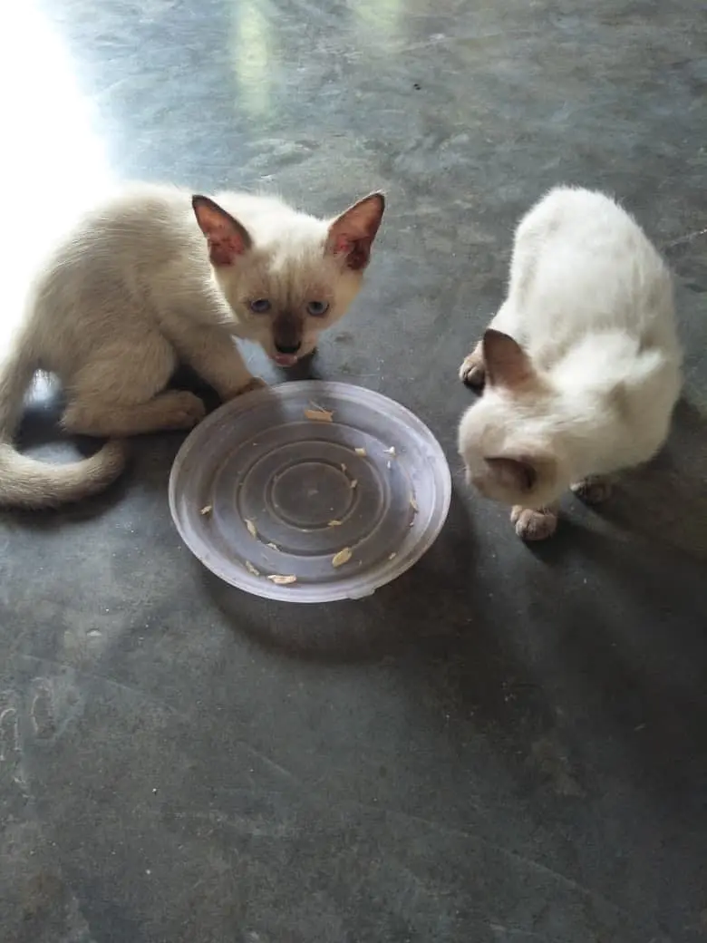 Siamse kitten pair — photo 4