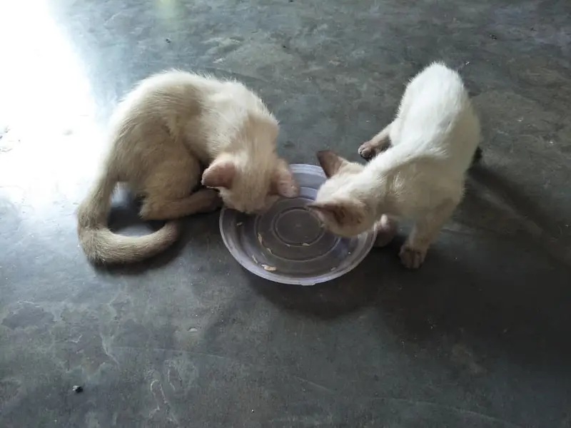 Siamse kitten pair — photo 5