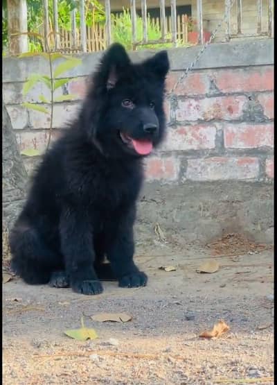 black German shepherd puppy bhot Kamal bacha h vaccine 2 complete h