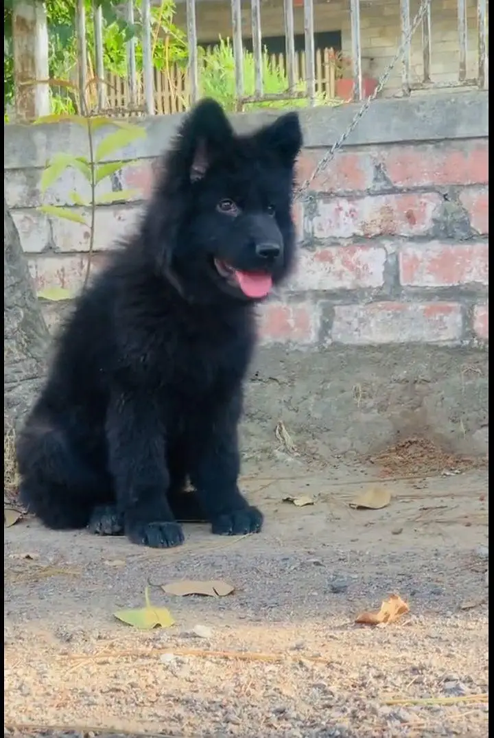 black German shepherd puppy bhot Kamal bacha h vaccine 2 complete h — photo 2
