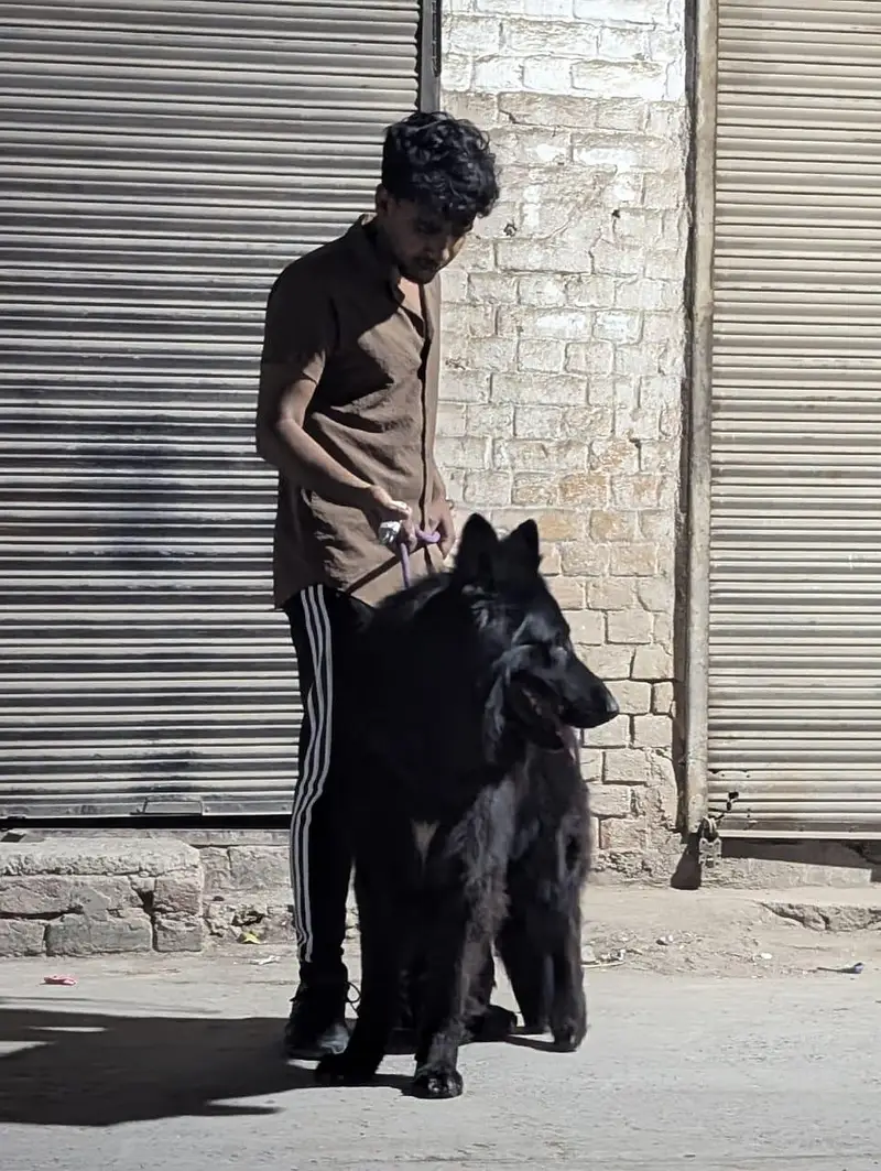 black German shepherd puppy bhot Kamal bacha h vaccine 2 complete h — photo 3