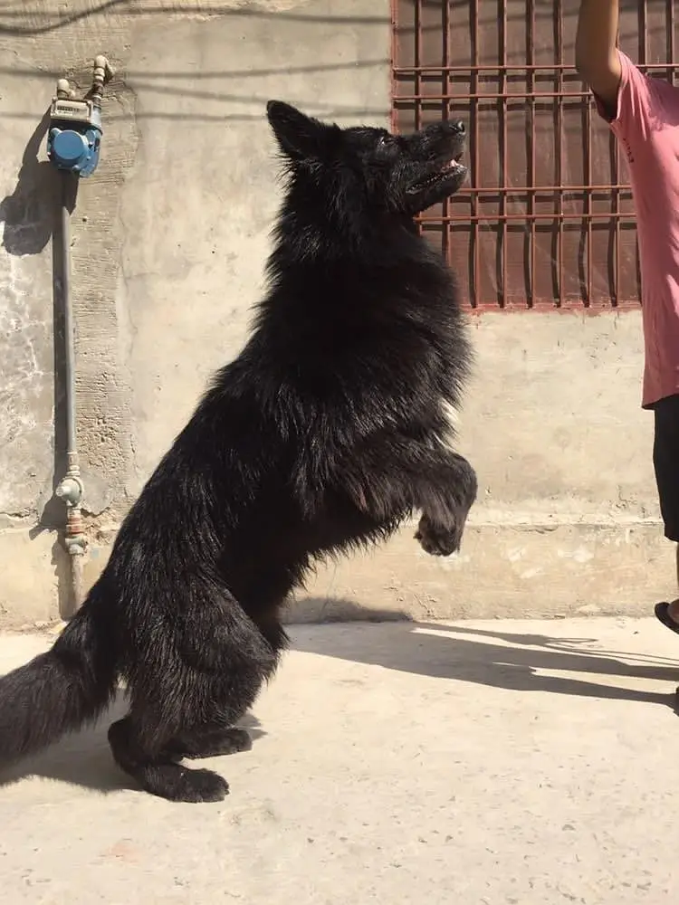 black German shepherd puppy bhot Kamal bacha h vaccine 2 complete h — photo 4