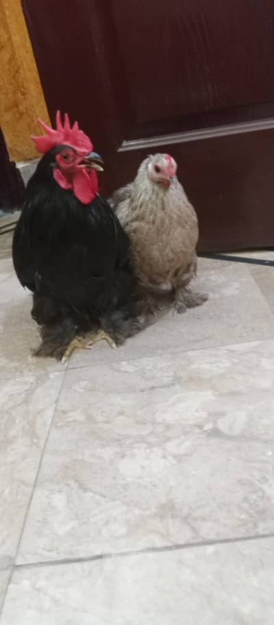 hens golden puff