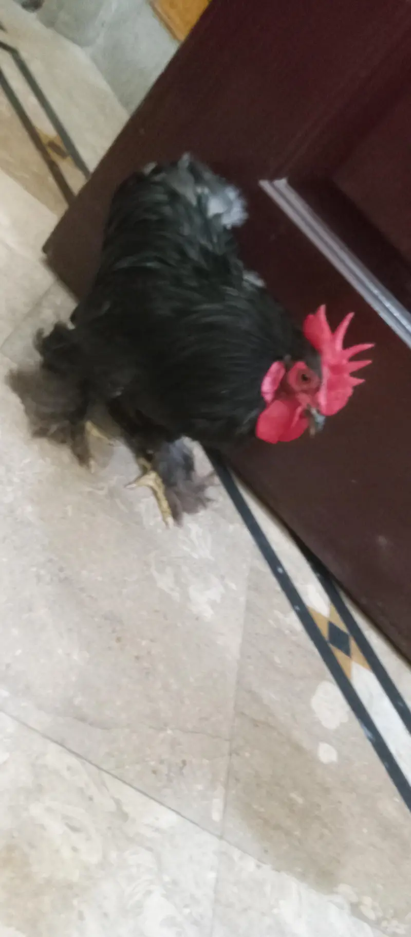 hens golden puff — photo 2