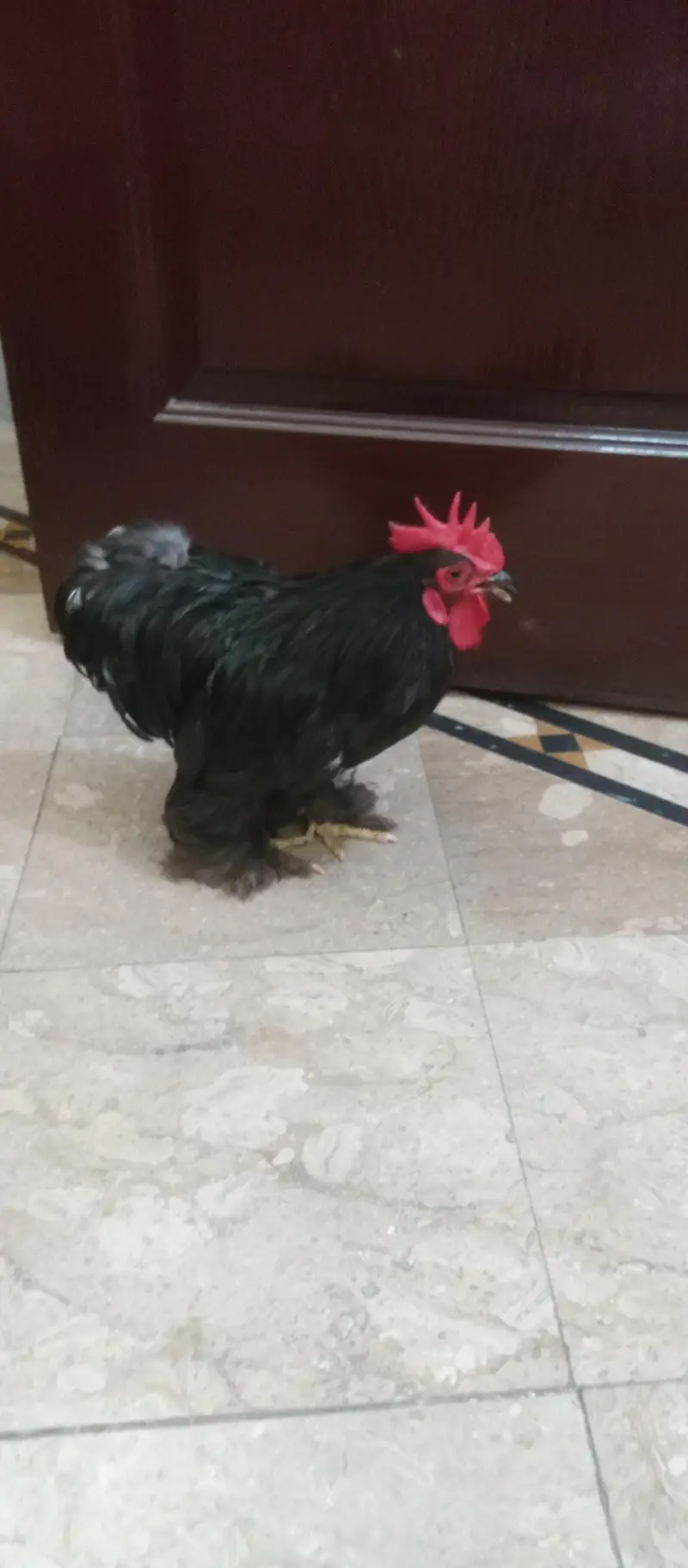 hens golden puff — photo 4