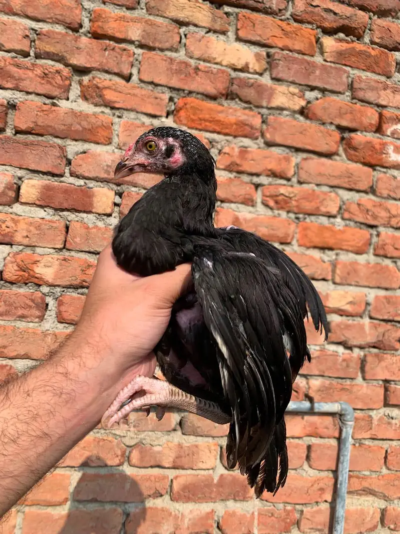 Chicks — photo 2