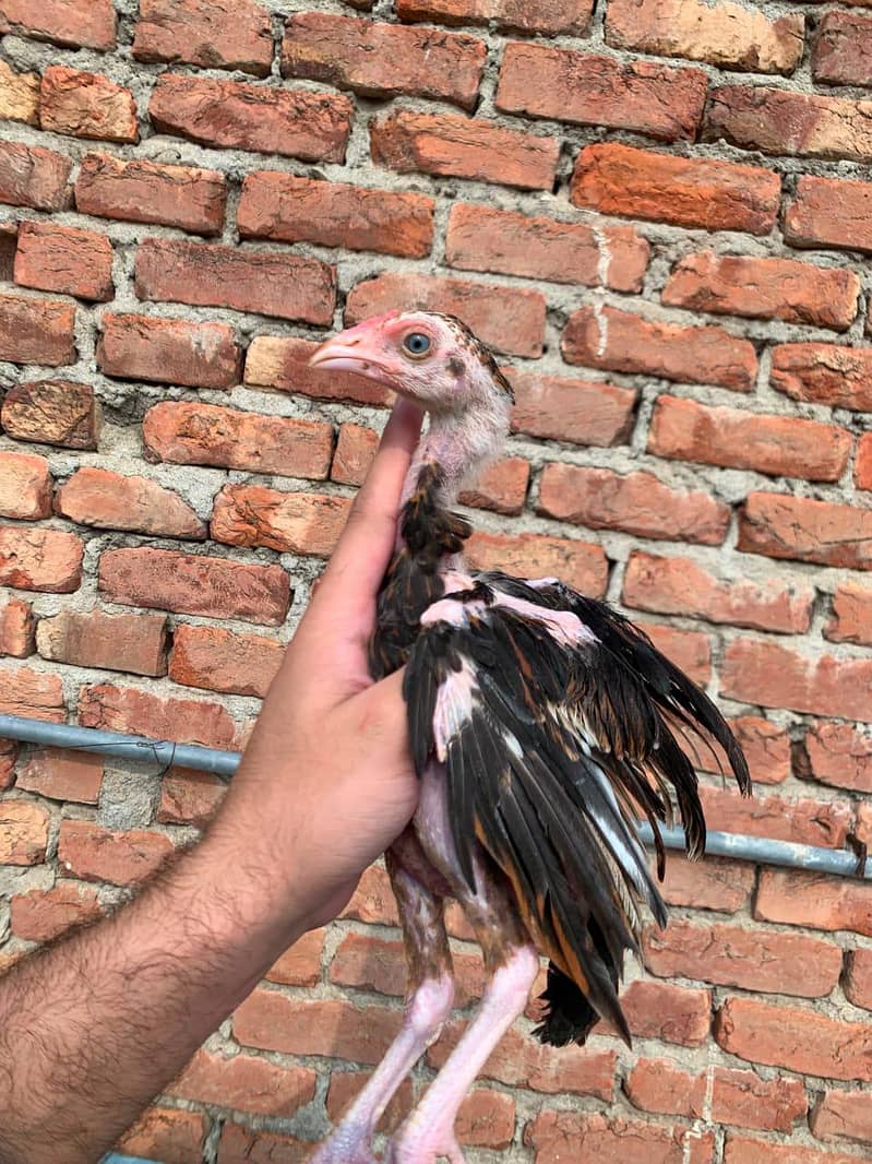 Chicks 2