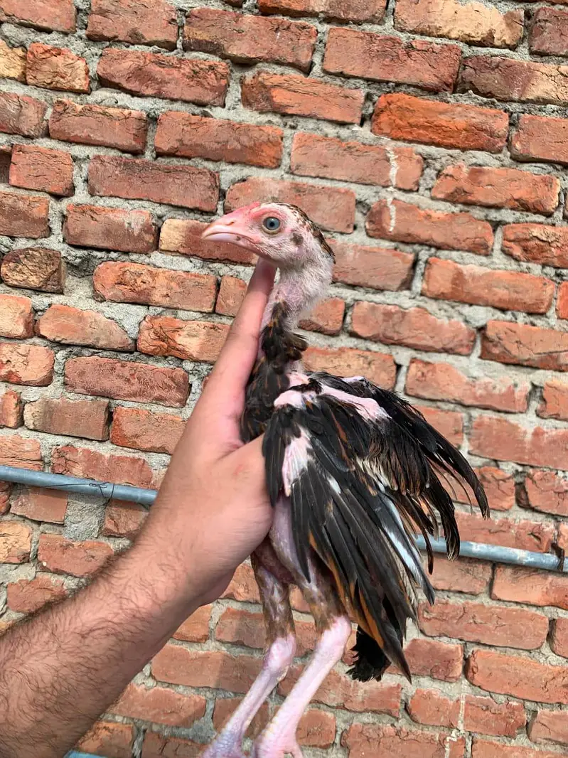 Chicks — photo 3