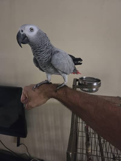 African Grey Parrot