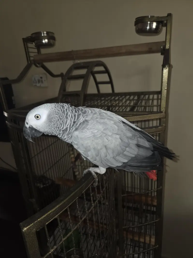 African Grey Parrot — photo 2