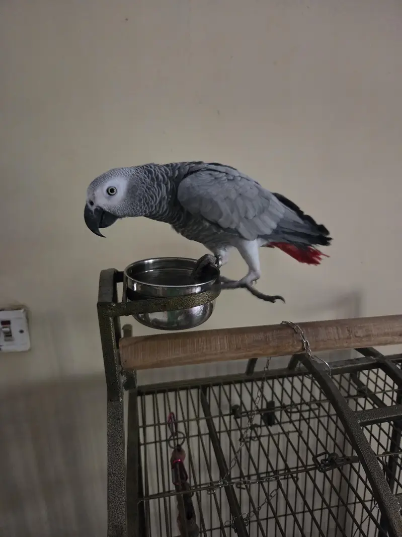 African Grey Parrot — photo 3