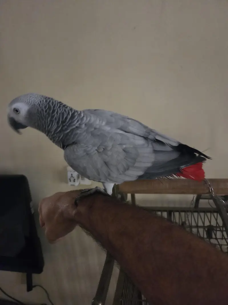 African Grey Parrot — photo 4