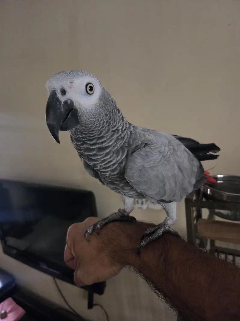 African Grey Parrot — photo 5