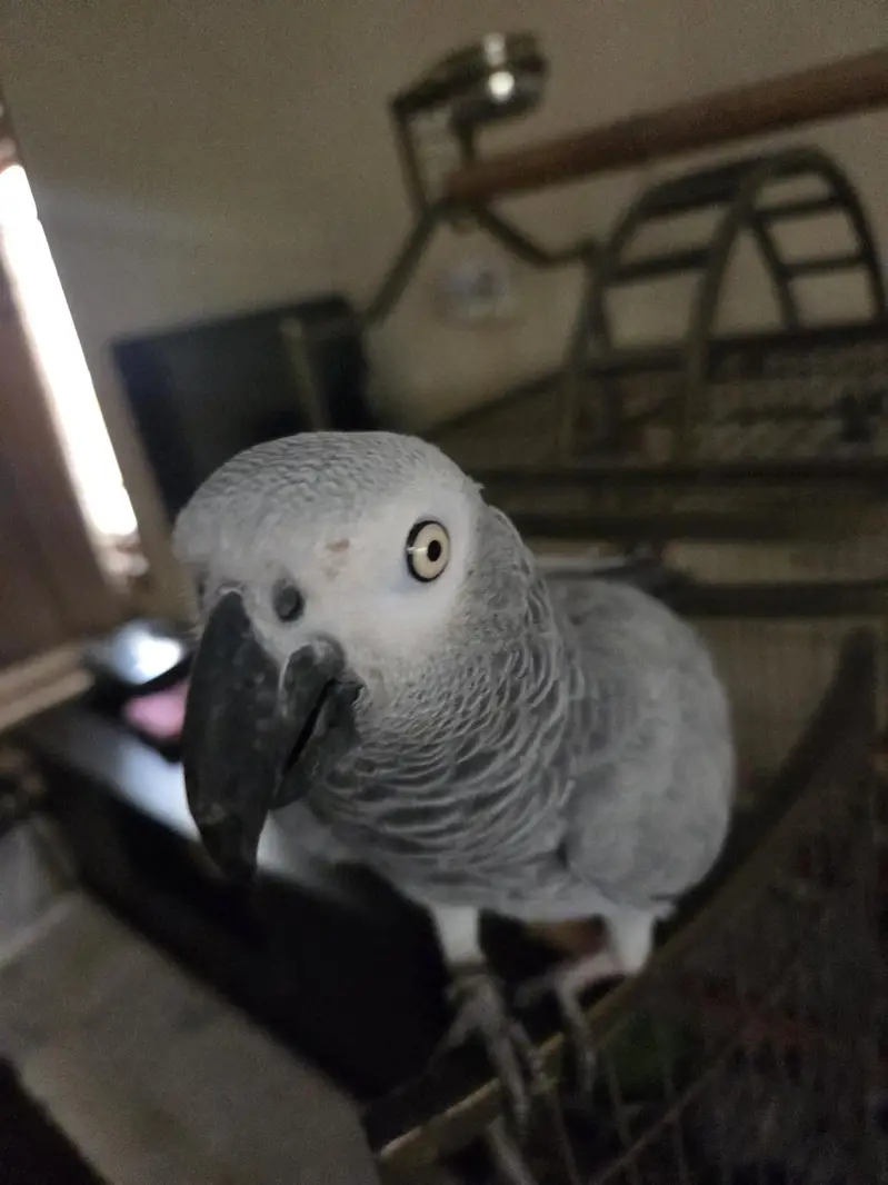 African Grey Parrot — photo 6