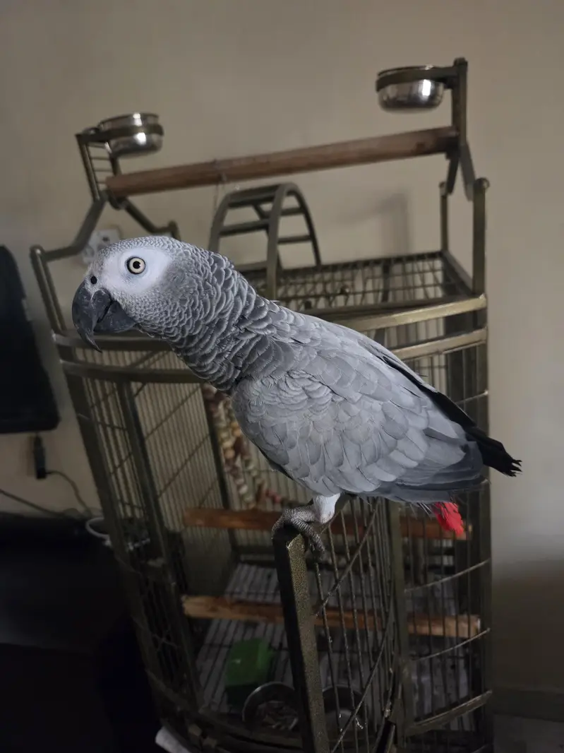 African Grey Parrot — photo 7