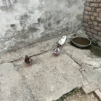 3 male pegion butiful