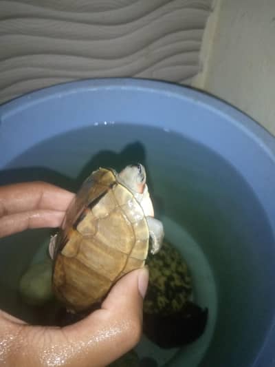 fresh water turtle