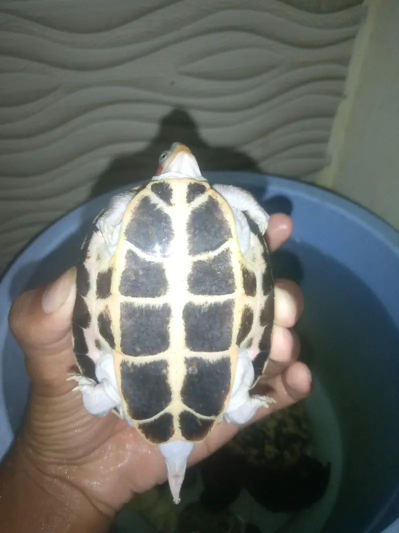fresh water turtle — photo 2