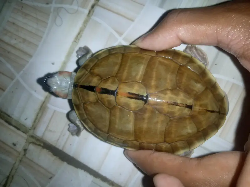 fresh water turtle — photo 3
