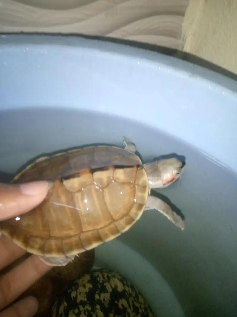 fresh water turtle — photo 4