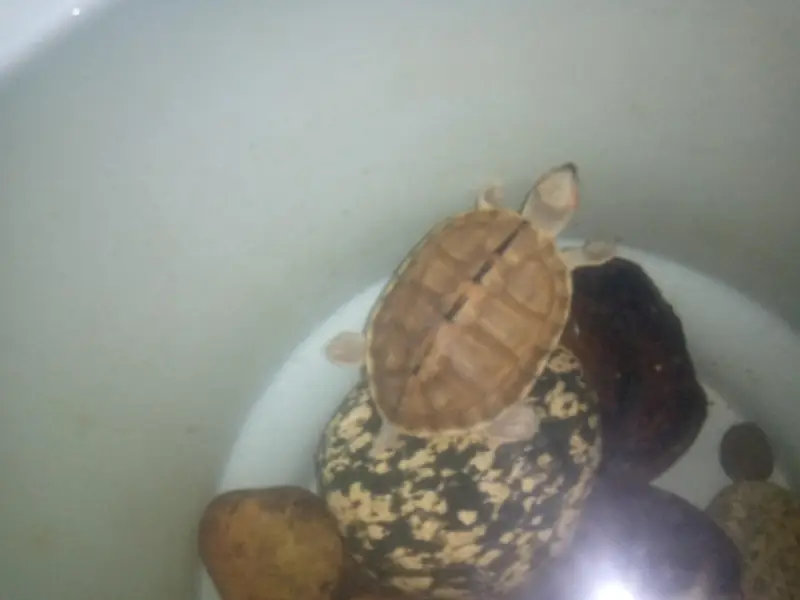 fresh water turtle — photo 5