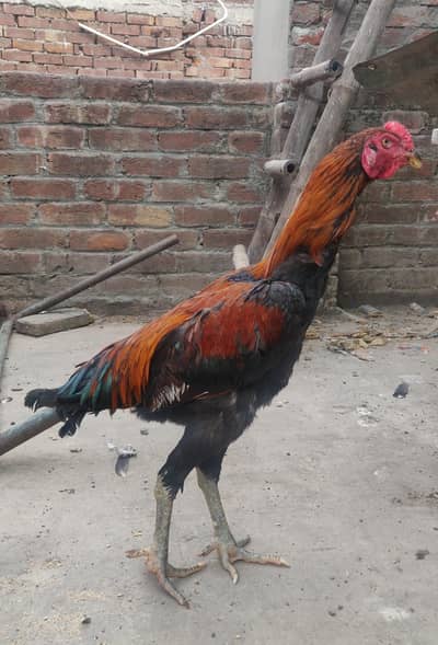 two aseel murgy sale