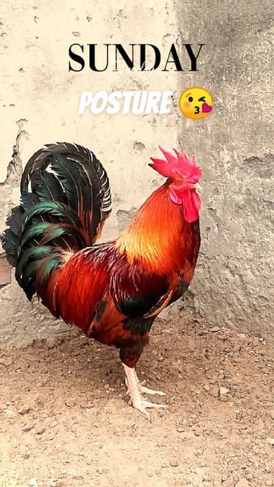 Desi hens Breeder rooster golden