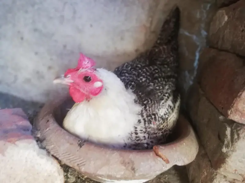 Desi hens Breeder rooster golden — photo 2