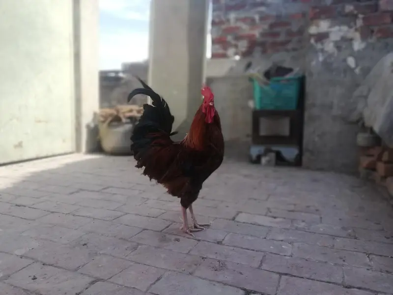Desi hens Breeder rooster golden — photo 3