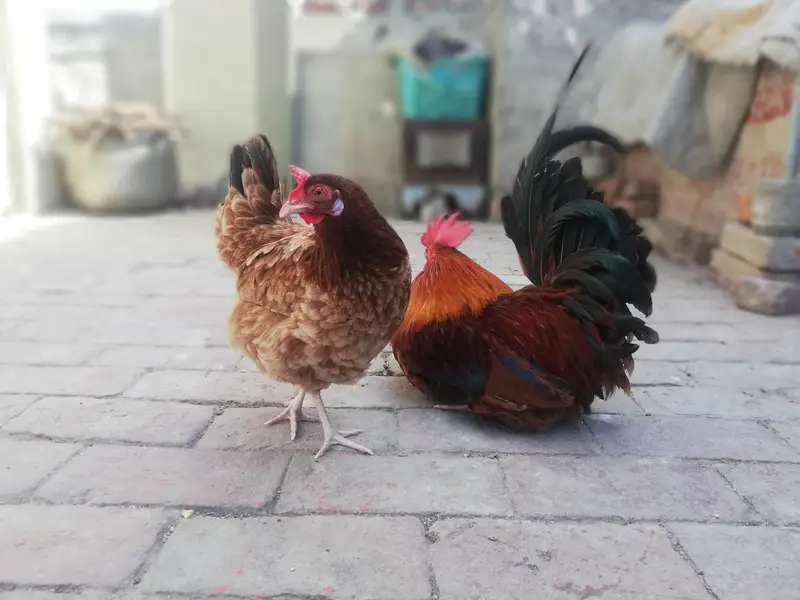 Desi hens Breeder rooster golden — photo 4