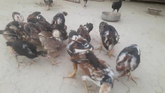 aseel chicks,murga,hens for sale