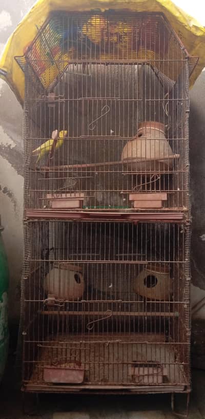Birds Cage available.