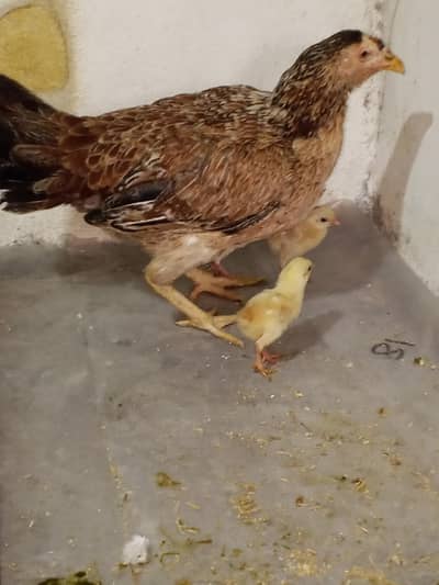 aseel murgi with chicks