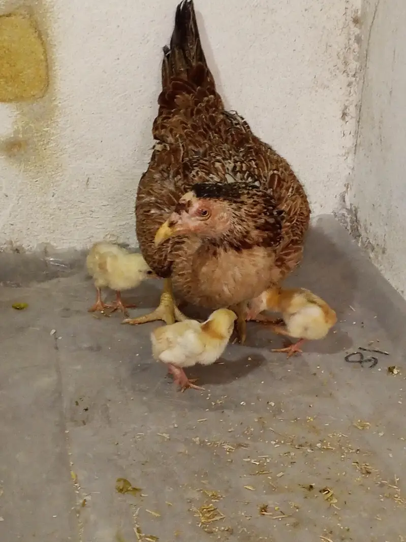 aseel murgi with chicks — photo 2