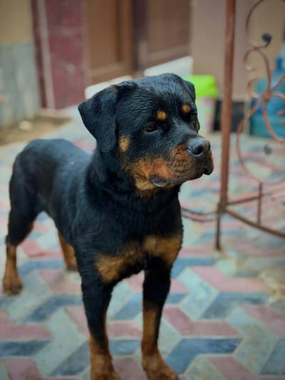 Rottweiler female Exchange