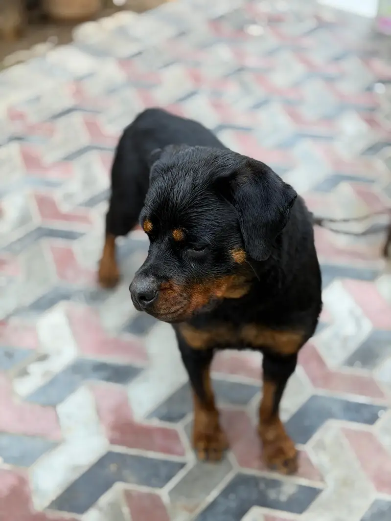 Rottweiler female Exchange — photo 2