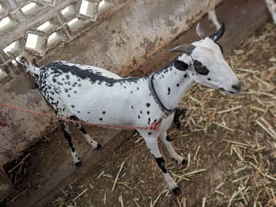 barbari female and 2 kid male female age 4 month