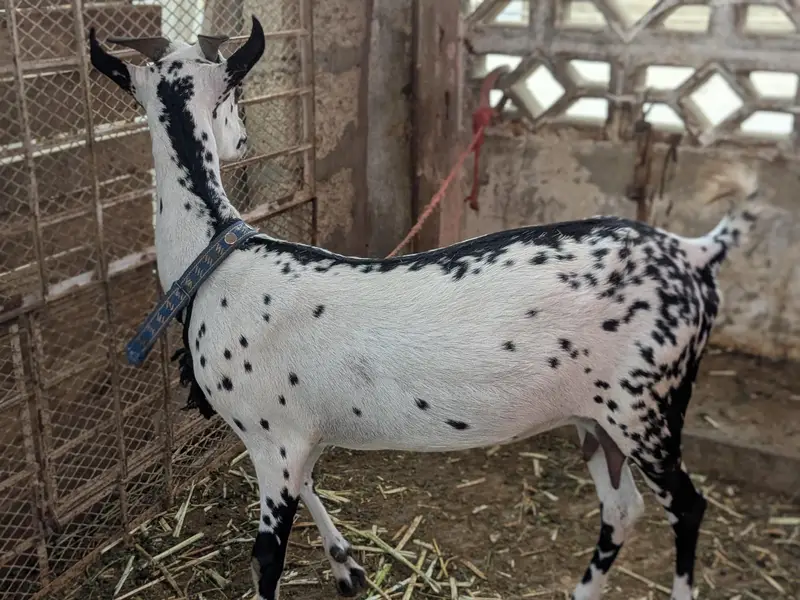 barbari female and 2 kid male female age 4 month — photo 2