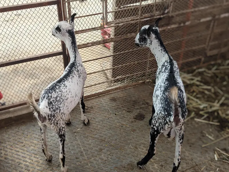 barbari female and 2 kid male female age 4 month — photo 3