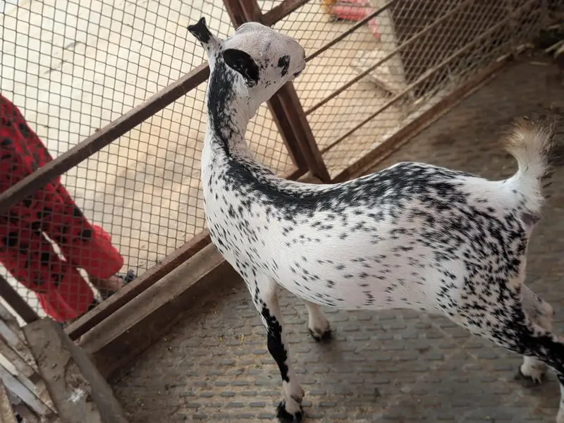 barbari female and 2 kid male female age 4 month — photo 4
