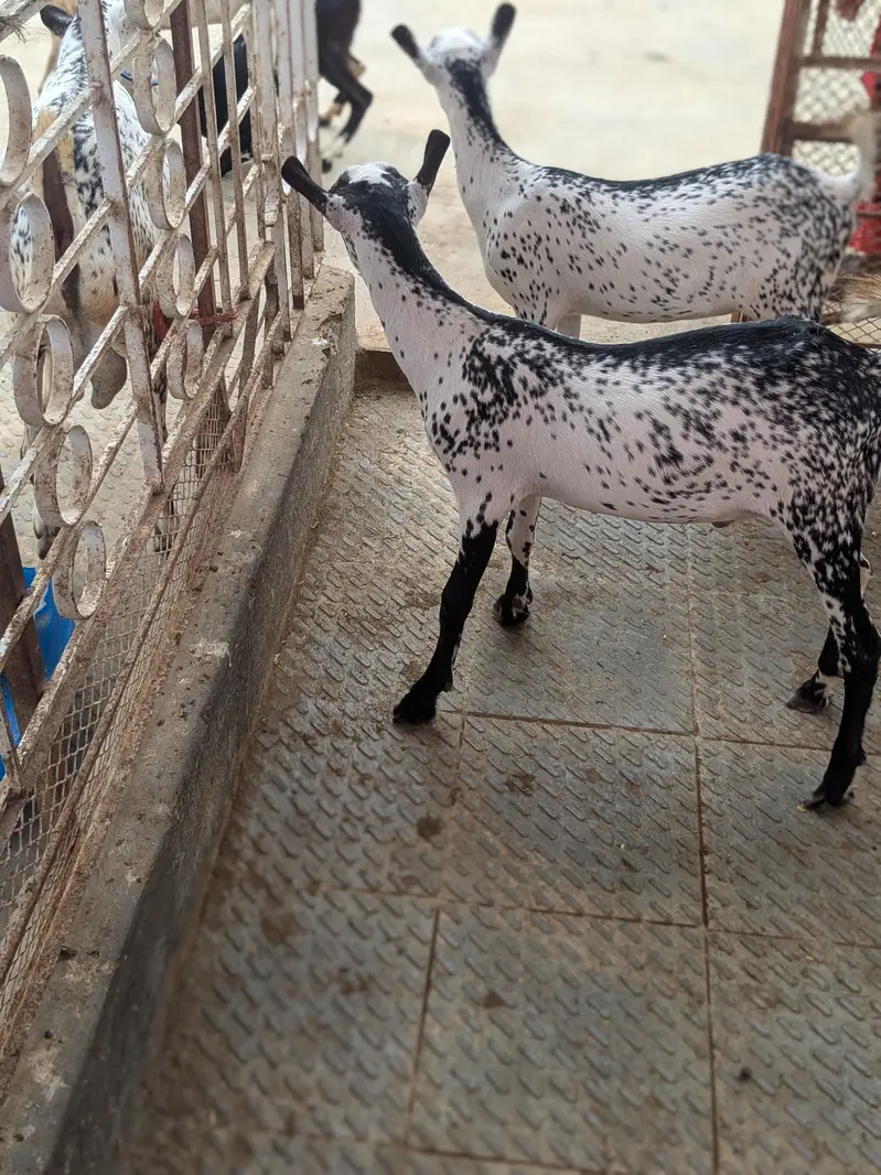 barbari female and 2 kid male female age 4 month — photo 7