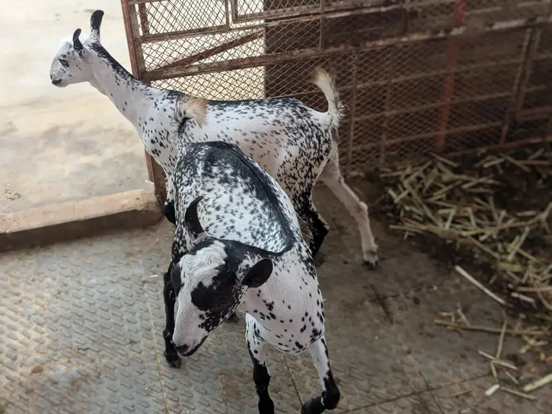 barbari female and 2 kid male female age 4 month — photo 10